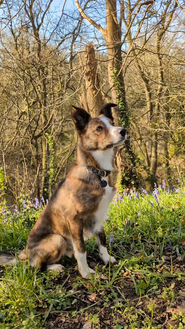 Here's another pretty reel of my boy that has absolutely nothing to do with dog grooming. 🤣
But look at the bluebells! 🥰
#brindlebordercollie #bluebellseason #dogwalking #doggrooming