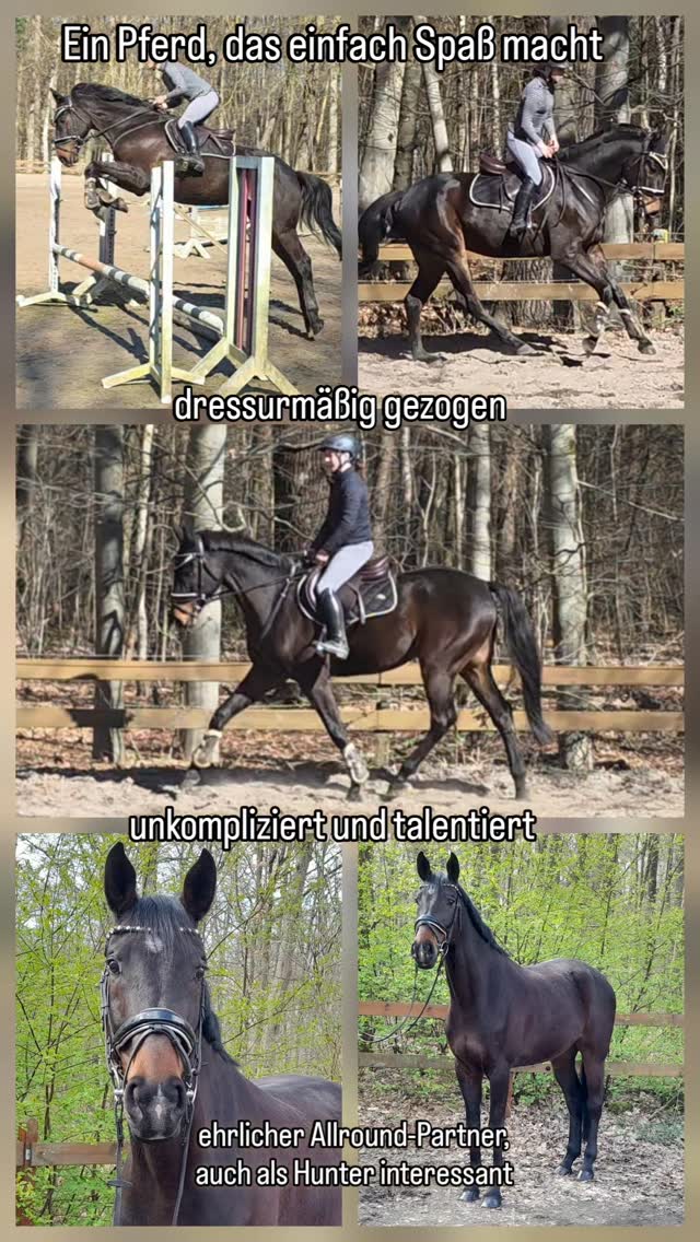 Ein Pferd, das einfach Spaß macht.
7-jähriger Wallach, dressurmäßig gezogen und genau so zeigt er sich auch im täglichen Reiten: angenehm, ausbalanciert und unkompliziert.
Er bringt mit: ✔ ein gutes Reitgefühl
✔ eine solide Bewegungsqualität
✔ einen ruhigen, ordentlichen Sprung
Ein Pferd, das nicht überfordert, sondern mitarbeitet.
Auch durch seine Art interessant für den Hunter-Bereich.
Ideal für Reiter, die ein ehrliches, unkompliziertes Pferd suchen, mit dem man sich wohlfühlt und sich weiterentwickeln kann.
Kein Show-Pferd – sondern ein Partner.
📩 Bei Interesse gerne melden.
#verkaufspferd
#dressurpferd
#hunterpferd
#pferdekauf
#horseforsale