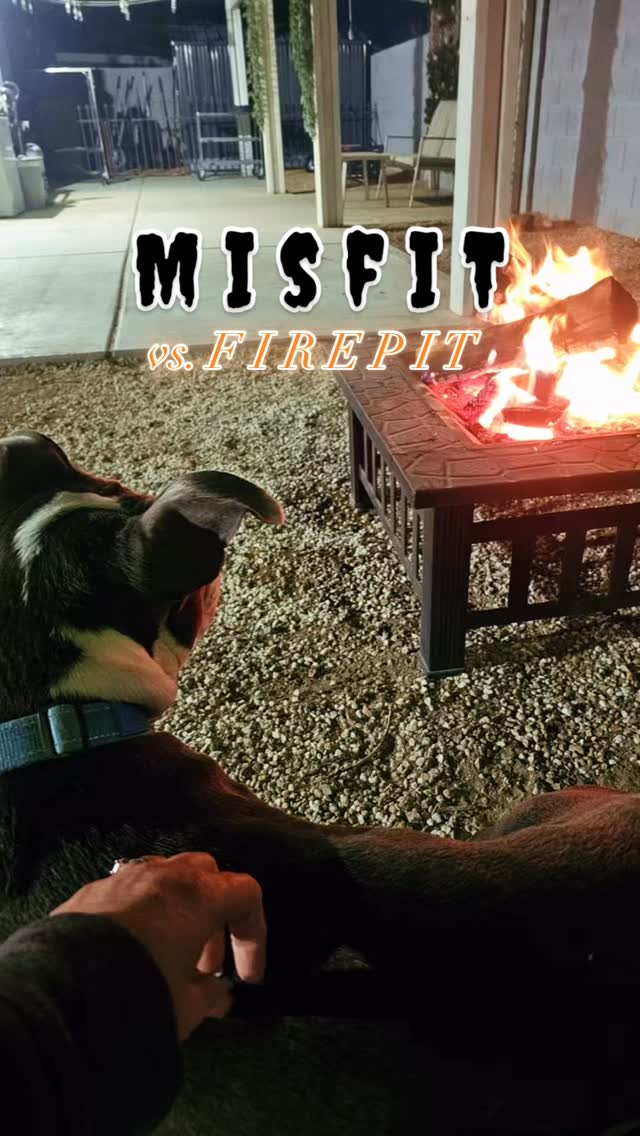 Misfit tried his first fire pit... fascinated by the đĽ but pretty skeptical lol. He's always making us laugh and have a blast!
#abetterpetdogtraining #dogsoflasvegas #firepitseason #vegasdogs #mustlovedogs