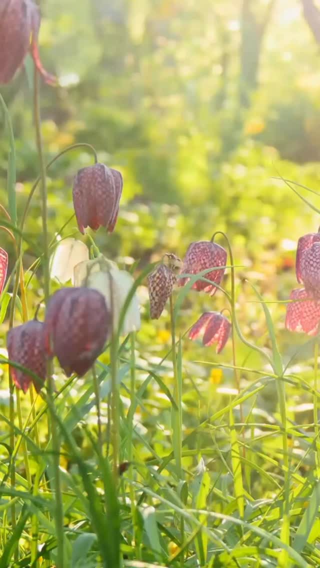 One of my favourite spring sights has got to be Fritillaria meleagris AKA snake’s head fritillaries.
You have to get down low to appreciate them properly—but I promise, it’s worth the bother!
This native wildflower once grew in abundance along the Thames, often picked by children to take to Covent Garden to be sold for a penny or two. Now sadly, they’re a much rarer sight—just like the wildflower meadows they belong to. Since the 1930’s the UK has lost around 97% of its flower-rich meadows, one of our most threatened habitats.
In the studio we try to include wildflower planting wherever we can—meadow-style schemes in larger landscapes, or pockets of pollinator-friendly planting in smaller spaces. Not only are they beautiful, they’re low-maintenance, rich in biodiversity, and a vital refuge for wildlife.
Fritillaria meleagris are surprisingly easy to grow—happy in full sun or dappled shade, in moist or well-drained soil, and even in pots. I love them all but there’s something especially striking about those deep, purple chequered flowers nodding in the breeze!
⸻
ABOUT: Joe Perkins Design is a multi-award-winning landscape design consultancy, creating innovative outdoor spaces that celebrate the environment, wildlife, and biodiversity. Working across the UK and internationally, we partner with clients who share our passion for sustainable and visionary design. Discover more about our work at: www.joeperkinsdesign.com