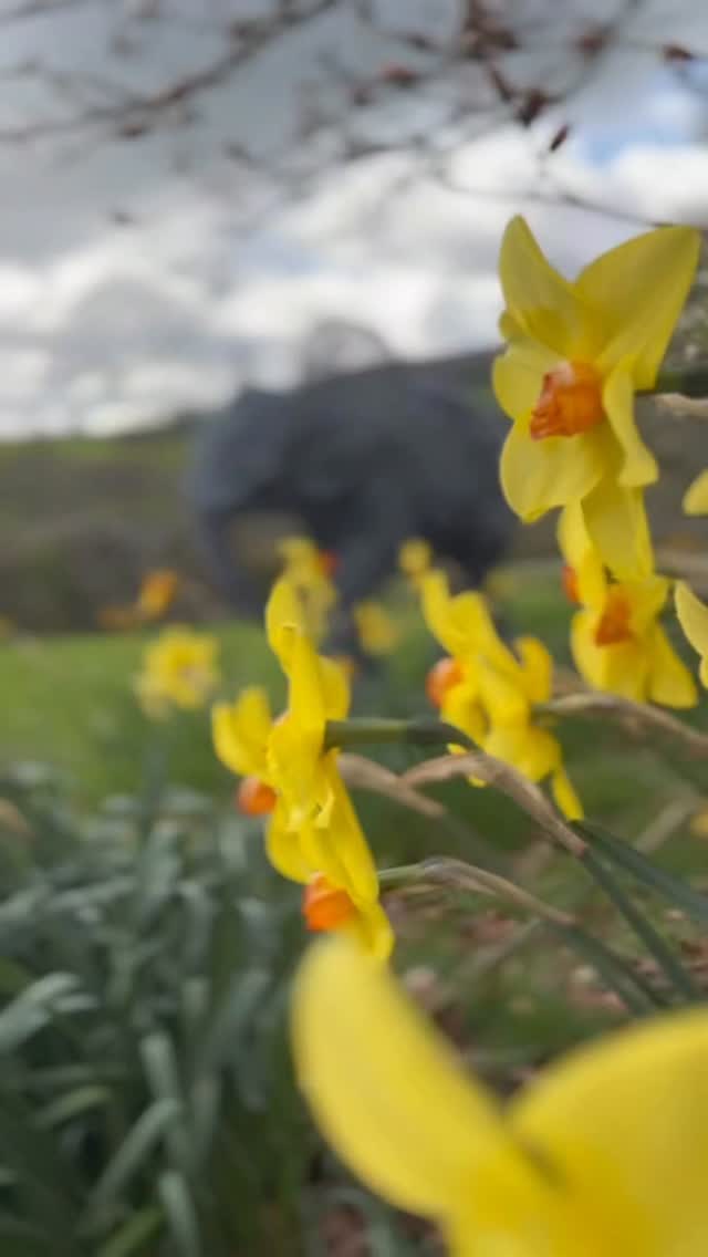 Happy Easter !🐣
#babyelephant #ruperttillsculpture #animalart #easterweekend🐰 #gardeninspiration