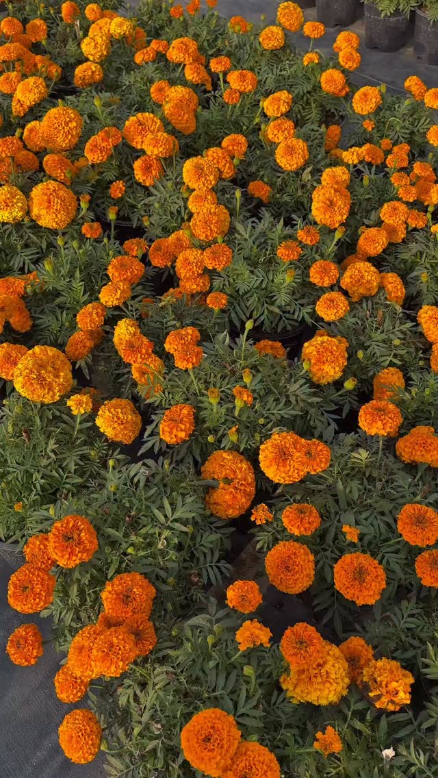 Nothing feels better than hearing it from the people who walk through these blooms 🌸
Seeing customers explore the space, take in the colours, and share what they feel about the flowers and the experience — that’s what it’s all about.
Every pot, every corner is created with care… and moments like these make it all worth it. 🌼
#CustomerExperience #FlowerLovers #GardenVisit #BiocarveSeeds #RealMoments