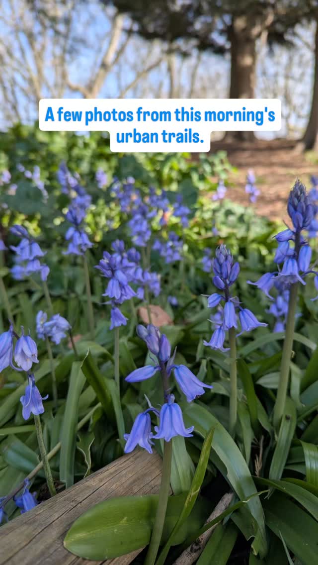 I love running on the trails, even if it's just the local urban ones. It was beautiful out there this morning.
@hillyfields.runsessions and I want to share our love of the trails. We have created a small group running workshop where we will share:
- How to adapt your road technique for uneven terrain
- Uphill and downhill skills that build confidence
- Smart pacing strategies (including when walking is the right move)
- Trail-specific fuelling and hydration strategies
- Strength essentials to support injury resilience
We'd love you to join us!
📅 Sat 9 May | 9:45–12:15
📍 Beckenham Place Park
DM for more information and booking
#trailrunning #roadtotrail #londonrunners #runlondon #runworkshop