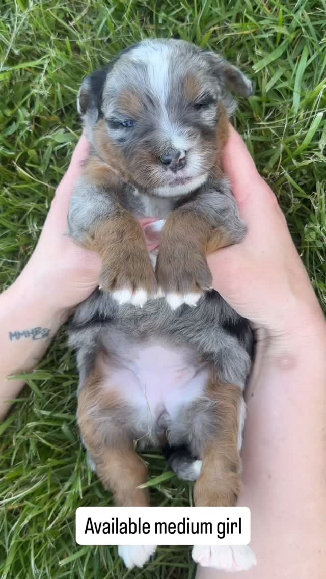 Marsha & Leos little girl - www.LKBernedoodles.com #LKBernedoodles