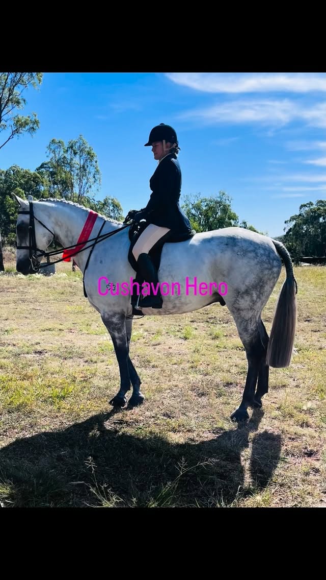 Big weekend for the Cushavon horses with Pania Sutton and Cushavon Hero competing in the Hunter classes at Toowoomba Royal and Georgia Kelly and Cushavon Fergus competing at Waterford ODE. Judges Choice Australia products helping to turn the horses out to the highest standard.☘️