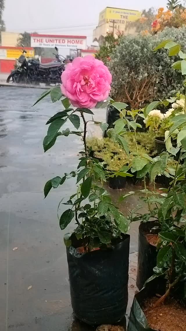 "The language of flowers calls this gratitude; the language of botany calls it transpiration in the rain.
But in the language of us? This is where the heart settles. ☁️🌸🏠"
#rose