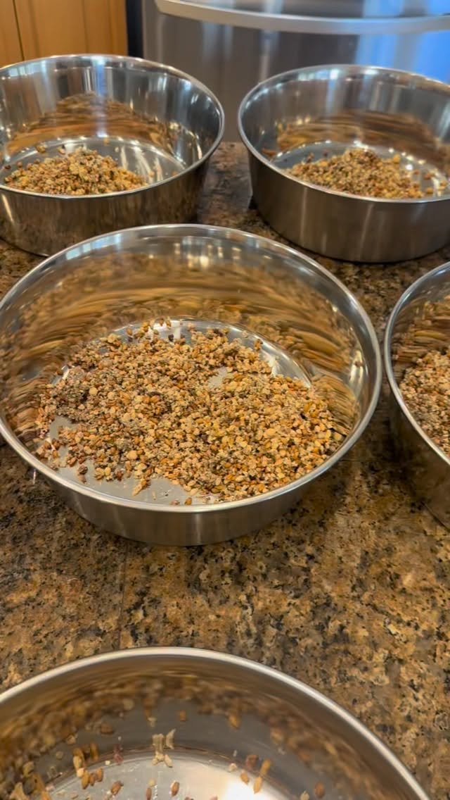 We know exactly what our birds want.. and need. That’s why our birds are built different. From exceptional vigor to outstanding quality of egg, we spare no expense for our bird’s health and longevity. These little savages count the days of the week for Wednesday and Saturday buffet. 🤣🥰