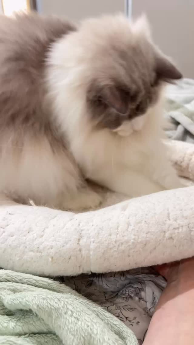 Ele adora essa brincadeira!!