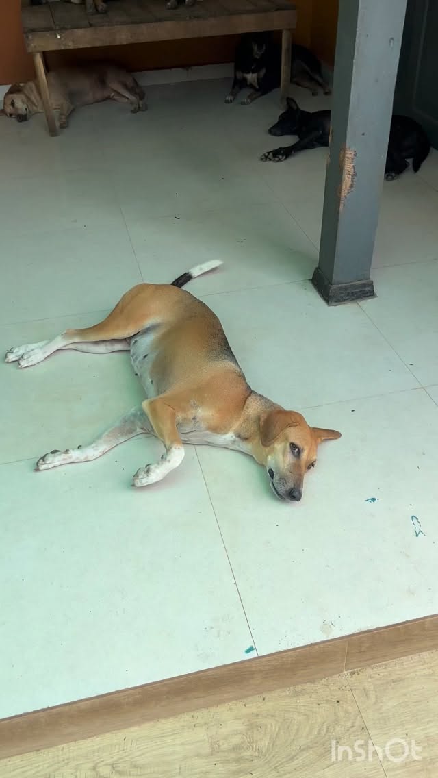 This could be your every day 🐾💛
They’re just waiting for someone to choose them.
Could it be you?
📍 Sri Lanka
#rescuedog #adoptdontshop #dogsofinstagram #dogreels #animalrescue #doglover #adoptme #rescuedogs #shelterdogs #streetdogs #srilanka #dogsoftheworld #petsofinstagram #doglife #instadogs #cutedogs #doglove #animalshelter