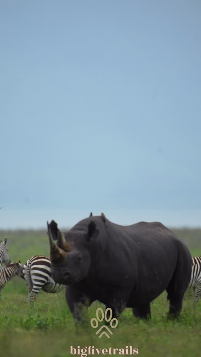 Donde la aventura se encuentra con la experiencia.
📍 Ngorongoro Crater.
Nuestro equipo sabe que un safari no es solo ver animales, es entender su entorno y respetar su espacio. Nuestro equipo de guías te llevan al corazón de la acción con la seguridad y el conocimiento que solo años en la sabana pueden darte.
¡El Cráter te está esperando! 📥 Envíanos un mensaje directo (DM) hoy mismo para reservar tu safari privado y vive la experiencia Big Five Trails.
Info@bigfivetrails.com
WhatsApp :+255653110463
#bigfivetrails #blackrhino #viajestanzaniaconbigfivetrails #lunademieltanzania #ngorongorocrater