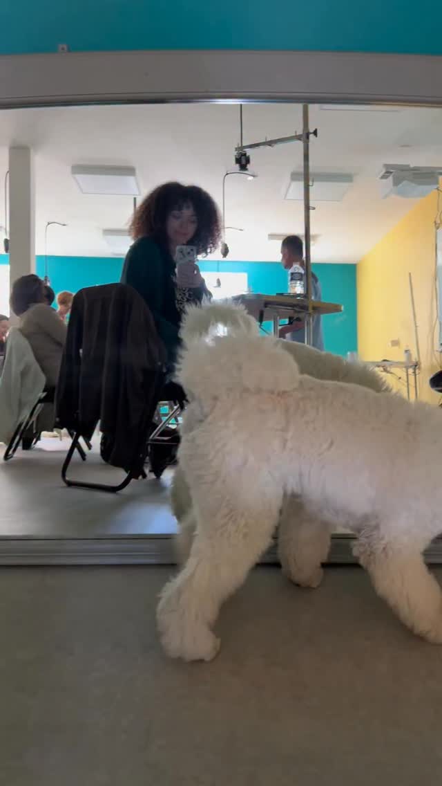 Mini vlog pour mon premier jour de formation toilettage comportemental ! 🐶
J’apprends tellement de chose j’ai déjà très hâte de mettre en pratique et hâte de faire la suite de la formation ! ✨🐾
Merci @artaupoil 🫶🏻