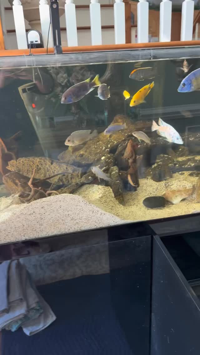 From rocks to roots 🌱
We converted this African cichlid tank into a fully planted setup, and it’s thriving. Totally different look, same passion for doing it right! #reeftank #aquariumhobby #fishtank #plantedtank #undertheseanc