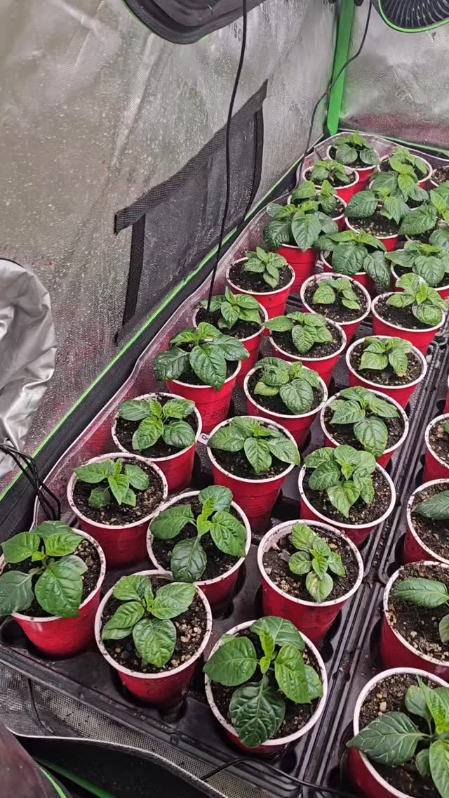 Tonight marks exactly 5 weeks since these seeds were planted. Despite the oopsie with overdoing the light and water, how are we looking? Any thoughts?
*It was sulfur that they were sprayed with a week ago. #plants #garden #plantsofinstagram #planting #plantsmakepeoplehappy