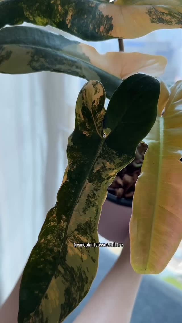 Philodendron Brown Beauty in all its glory. A highly desired hybrid due to the traits of the dark brown backing from the Black Billietiae (aka “brown sugar”), giving it a play of pink, peach and brownish hues.
#philodendronbrownbeauty #happyeaster #hybrid