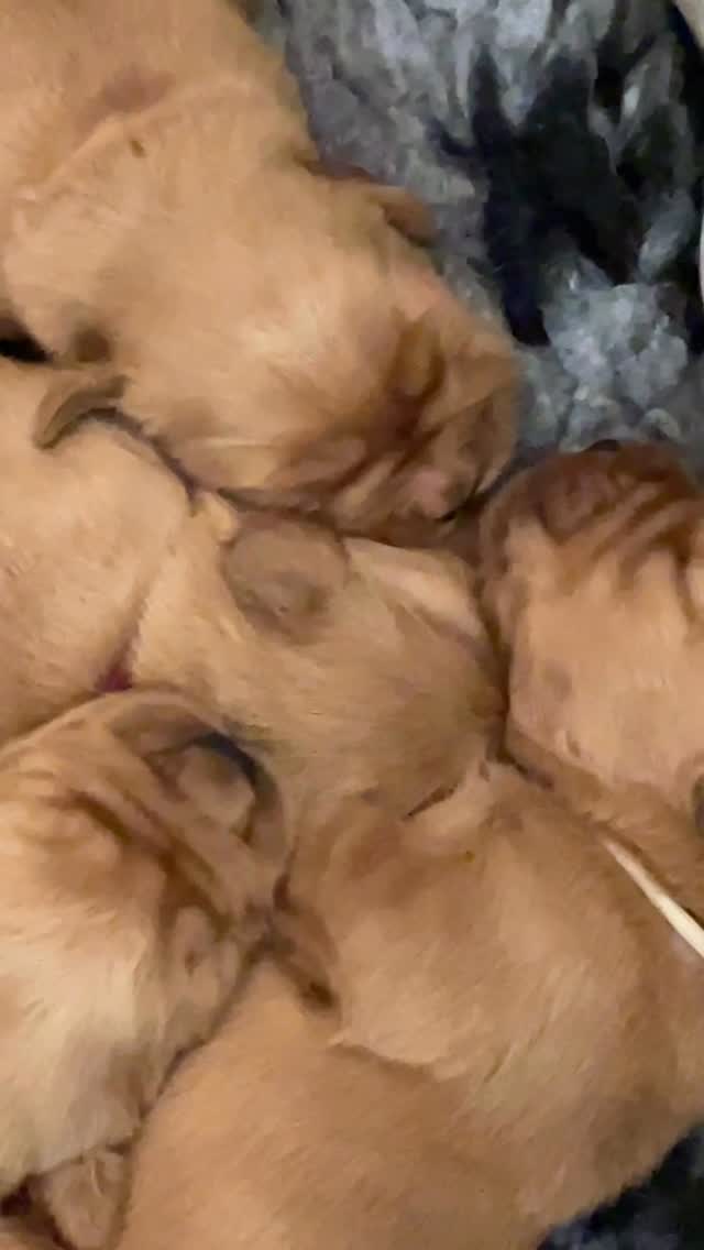 Americanini nel mondo dei sogni 😴 🥰🇺🇸🐾😍#leondorofamily #allevamentogoldenretriever #goldenretriever #cuccioligoldenretriever
