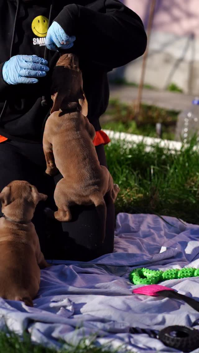 American Pitbull terrier from Seal Kennel
Seal Mickey and Seal Ibis
More info in pm.
#sealpitbull #pitbullpuppy #pitbullforsale #pitbullrednouse #пітбульукраїна