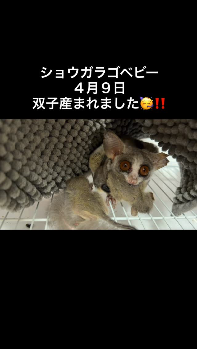 ショウガラゴベビー
双子ちゃん⭐️
元気に生まれました‼️
2匹はくわえれないね!
お問い合わせはDMからお願い致します🐣⭐️