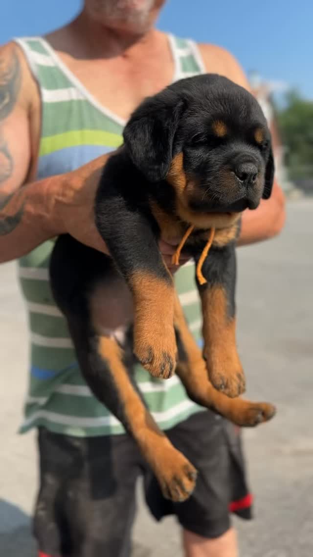 🙌 Follow for@more 👉 @rottweiler_derfestung
Step into the world of Rottweiler Der Festung — where powerful European bloodlines, structure, and temperament come together to produce exceptional Rottweilers. 🖤
From impressive adults to the next generation of puppies, we share the journey of our dogs, their training, growth, and daily life.
#RottweilerBreeder #rottweiler #rottweilers #dog #fyp