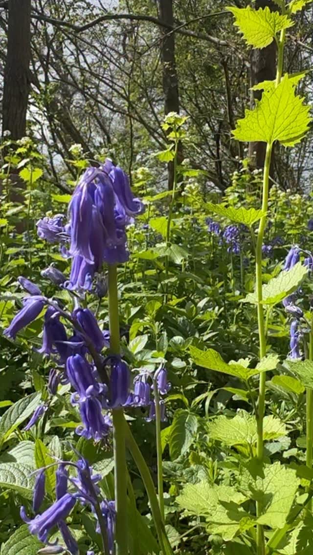 I went to collect the trailcam cards from the badger sett location near my #YewView site. The sett is huge and in a quiet woodland, full of bluebells and garlic mustard! It looked stunning today!