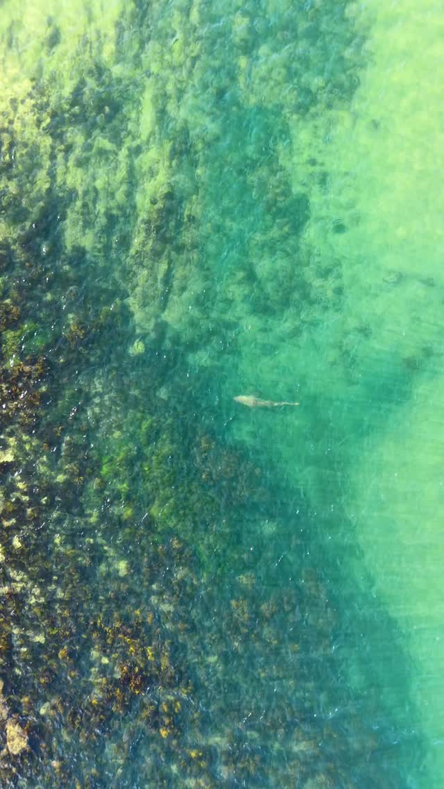 Above or below? 🦈