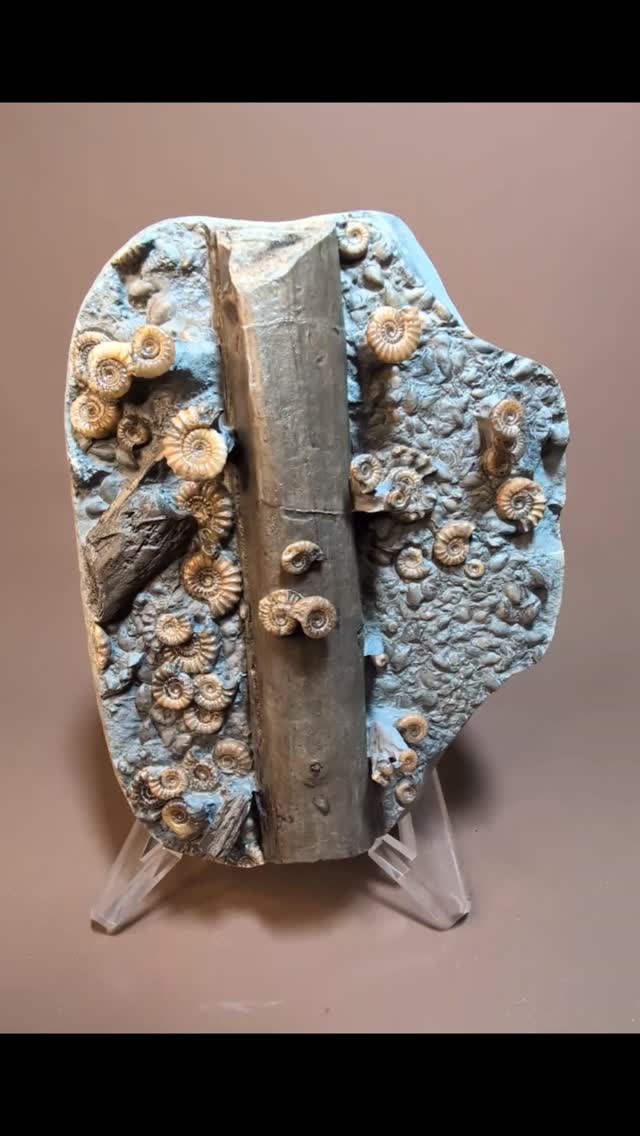 Entombed within a wood stone nodule from Charmouth Beach, Dorset, lies what appears to be a monkey puzzle branch. This fossil came to rest 195 million years ago atop a bed of oysters and Promicroceras ammonites. The Jurassic story has been fossilized and then exposed in modern times by modern preparation methods. You can clearly see the growth rings of the wood, which, while not indicating the age of the entire tree, does show the branch itself to be five years old by my counting.This piece measures 24 cm in length.
#fossils #ancienthistory #ammonite #paleontology #spiral