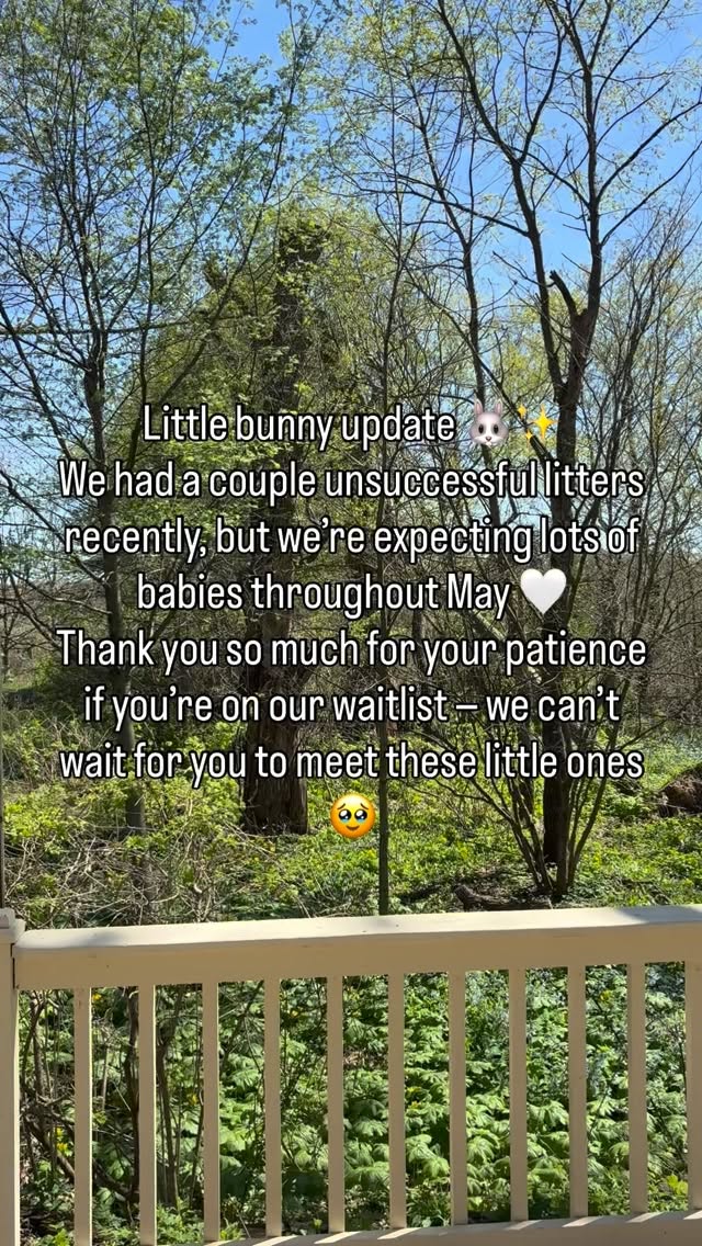 After a few unsuccessful litters, we’re so excited to finally have several litters due throughout May 🐰🤍
We’re expecting a really beautiful mix of colors this time — think blacks, blues, chocolates, lilacs, broken patterns, and some torts + creams ✨
Thank you so much to everyone on our waitlist for your patience… baby season is almost here 🌸