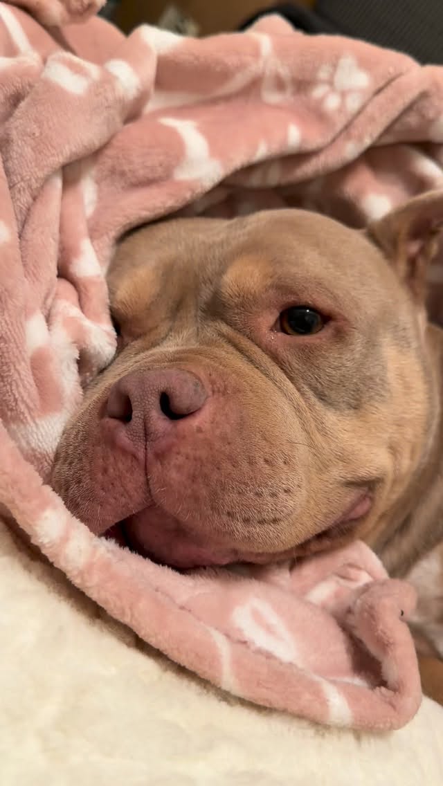 💜💙 Nina is looking for her person. 💙💜
This girl is just the sweetest. She’s got a smile that doesn’t quit and will absolutely plant herself next to you and never leave. Which honestly sounds perfect to us.
Nina doesn’t need much. She just wants someone to hang out with. Watch TV, sit on the porch, do absolutely nothing on a Saturday. Easy, loving, and waiting so patiently for the right home.
If you’ve ever wanted a dog who is just genuinely happy to be near you… that’s Nina. That’s her whole thing.
She deserves her couch. She deserves her person. Maybe that’s you? 🐾
Apply to adopt Nina at the link in our bio 💜