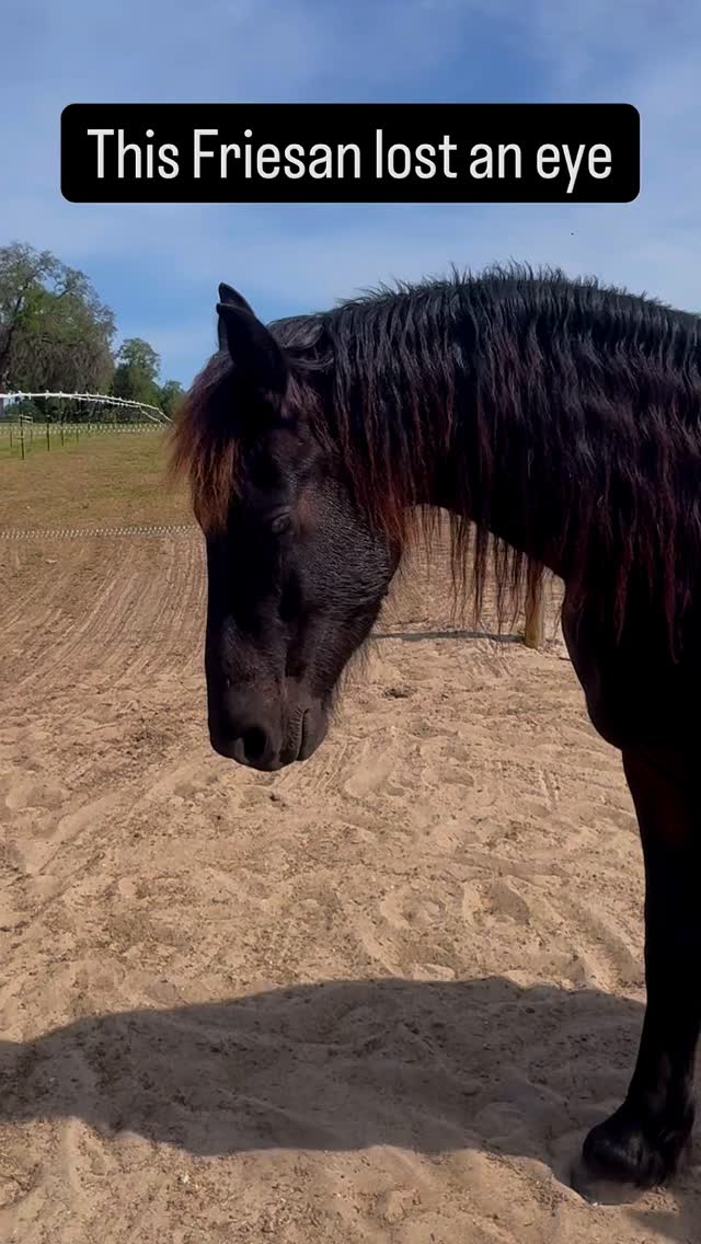 We found him in the savannah…
his eye filled with blood.
Within hours… it was gone.
We thought something in him would break.
Some of us even questioned if he would make it.
He wouldn’t show his face on that side.
But something else happened.
He adapted.
He trusted deeper.
On the side he can’t see…
there’s always another horse.
His herd became his vision.
Step by step,
he relearned his world.
His savannah.
His home.
Today…
you wouldn’t notice it at first.
You have to look closely.
But if you find him…
you’ll see something different.
Not loss.
Not weakness.
Hope. Trust. Strength.
And chances are…
he’ll be one of the first to walk toward you.
Because what changed in him…
isn’t what he lost.
It’s the way he learned to live.
He taught us about hope.
About resilience.
And about never… ever quitting.
#ranchoreposo #friesanhorses #hope #thingstodoinocala #healing