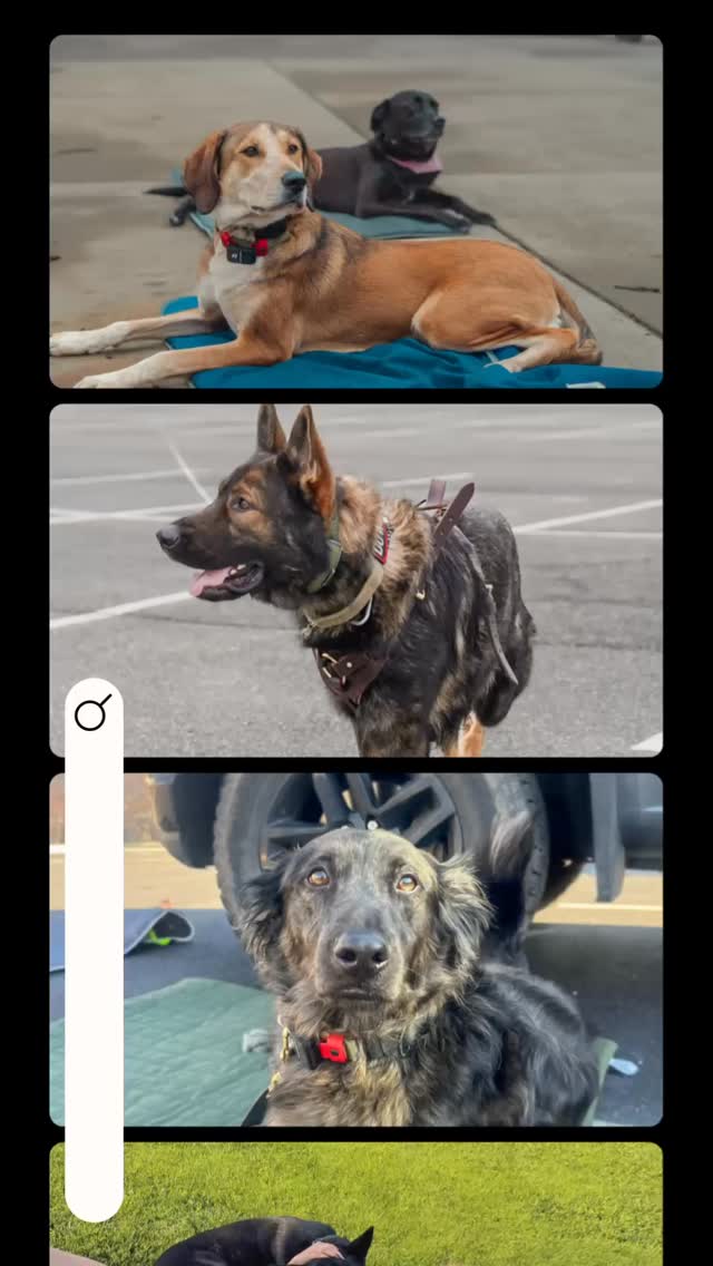 Looking for a great dog trainer? You’ve come to the right place!
✉️Contact us today!
📞907-621-1522
🌐Contact@ruffpatriots.com
#ruffpatriotstraining #dogtraining #dogtrainer #dogsofinstagram