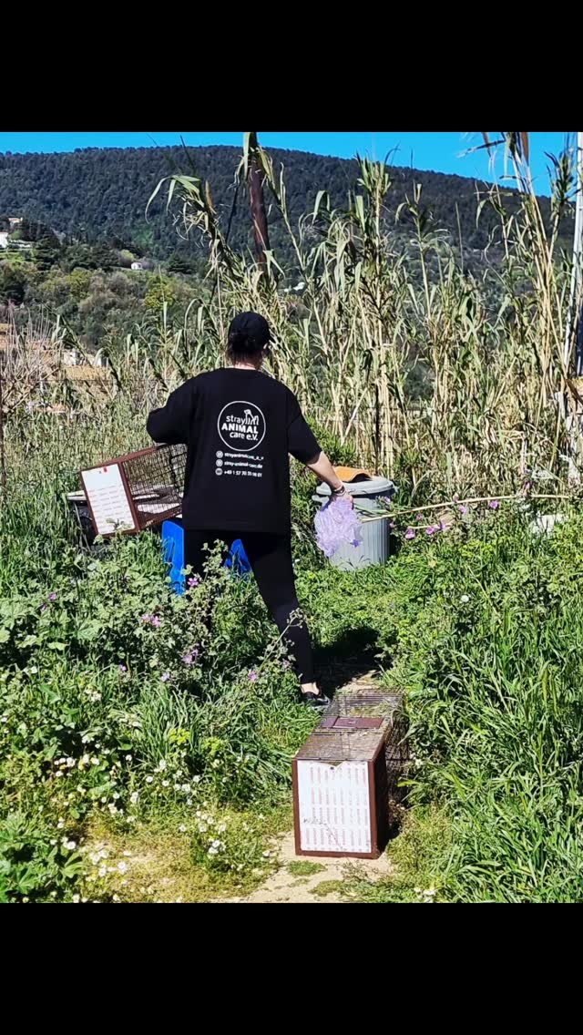 Tag 1 – 11 Katzen, die heute einen wichtigen Schritt gemacht haben
Heute konnten wir 11 Katzen sichern –
6 Katzen, 5 Kater.
Doch was bedeutet das eigentlich?
Wir arbeiten nach dem Trap–Neuter–Return (TNR) Prinzip.
Das heißt: Die Katzen werden gefangen, kastriert und anschließend wieder in ihr gewohntes Umfeld zurückgebracht.
Warum?
Weil genau das der einzige nachhaltige Weg ist, das Leid auf der Straße zu reduzieren.
Keine unzähligen Kitten mehr, die krank geboren werden.
Keine ständigen Revierkämpfe.
Weniger Stress, weniger Leid.
Ein Leben auf der Straße bleibt hart –
aber durch Kastration wird es ein Stück erträglicher.
Die letzte Katze des Tages war ein echter Glücksfall.
Seit Monaten wurde versucht, sie zu fangen und zu kastrieren – heute Abend hat es endlich geklappt!
Sie verbringt die Nacht ruhig in einem geschützten Raum, bevor sie morgen früh zum Tierarzt gebracht wird.
Und dann war da noch dieser kleine Kater:
Der ein Stück Netz gefressen hatte – wahrscheinlich, weil sich darin Futter befand.
Was für uns unvorstellbar ist, ist für Straßenkatzen oft Alltag.
Hunger zwingt sie dazu, alles zu fressen, was irgendwie nach Nahrung aussieht.
Für ihn hätte das tödlich enden können.
Heute hatte er Glück.
11 Katzen weniger im Kreislauf der unkontrollierten Vermehrung.
11 Chancen auf ein besseres Leben.
👉 Und genau dafür brauchen wir euch.
Kastrationen kosten Geld – und ohne eure Unterstützung sind solche Einsätze nicht möglich.
Jede Spende hilft, den Kreislauf zu durchbrechen.
Gemeinsam können wir so viel verändern. 💛
Spendenkonto:
stray ANIMAL care e.V.
IBAN: DE17 3606 0488 0116 3215 00
PayPal:
info@stray-animal-care.de
#strayanimalcare #kastrationenrettenleben #tierschutzgriechenland #trapneuterreturn #gemeinsamfürdentierschutz