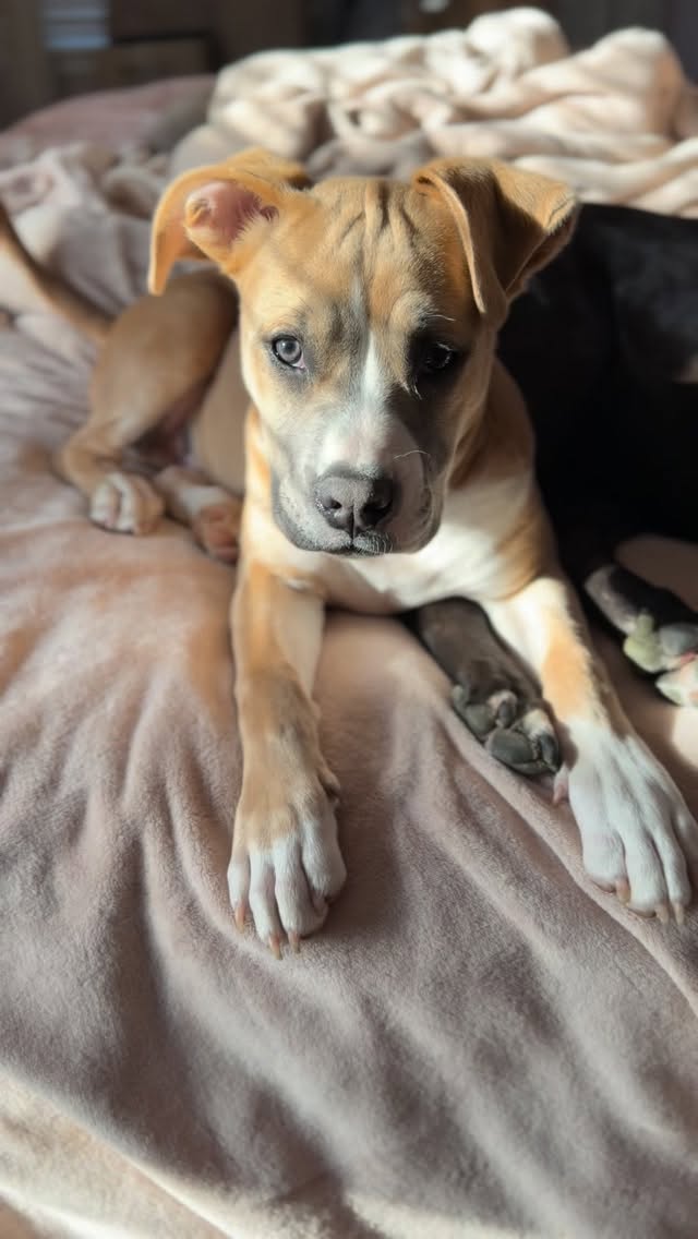 Excuse me Tucker are you watching a scary movie?
Tucker, a very big boy who is not scared of anything: yes and?
He’s just getting his research in before @readyornotfilm 2 drops. Totally normal behavior. Nothing to see here.
#MadeAPromiseRescue #AdoptDontShop #ReadyOrNot #Tucker #RescueDog