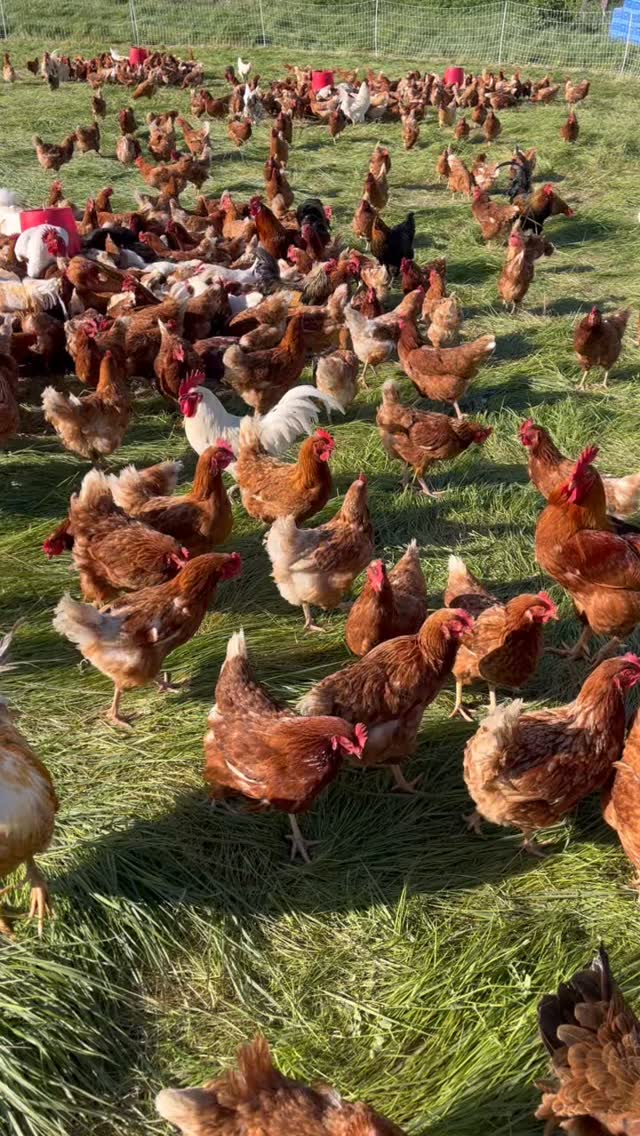 the coop keeps on moving πββοΈ #sundayvibes #regenerativeeggs #pastureraised #petaluma