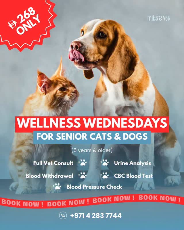 Wellness Wednesdays 🐾 We’re excited to introduce this health program dedicated for cats and dogs aged 5 years and above.
👉🏼 Available till end of May.
‼️ Why it matters:
From around age 5, pets may begin developing conditions like kidney disease, liver issues, diabetes, or infections, often without obvious symptoms. Routine screenings allow for early detection, timely treatment, and better long-term quality of life + peace of mind for you.
🩺 What’s included?
• Full veterinary consultation
• CBC blood test
• Blood withdrawal
• Urine analysis
• Blood pressure check
👉🏼 All for AED 268 only
☎️ Book your Wellness Wednesday appointment today -
+971 4 283 7744
#dubaivet #vetdubai #dubai #dubai🇦🇪