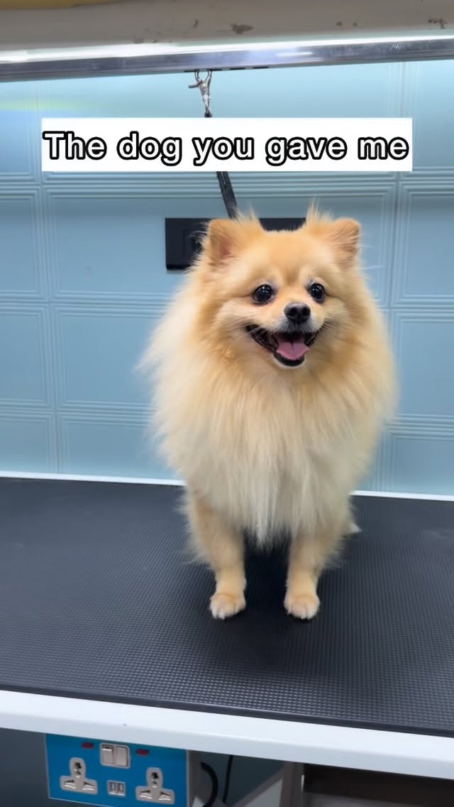 Gave you the dog of your dreamsss✂️🐩
(Doggroomer,teddycut,pomerianhaircut,doghaircut,groomingnearyou)