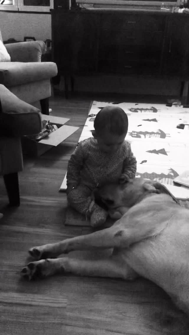 ver até ao fim …
parabéns ao também, amor da minha vida, o nosso lemmy 🤍
que ser espetacular 🥹
#dogandbaby #labrador #amor