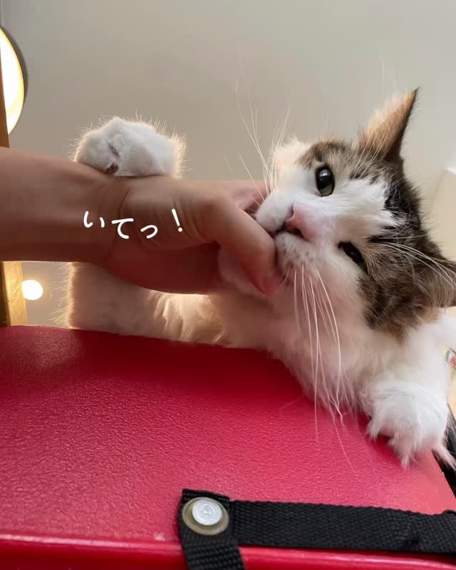 可愛くてつい、
手を出しちゃうんだけど、
思ってるより成長してて
負けちゃうこともあるから。
#CAPPYTOYS
#猫のおもちゃのサブスクリプション