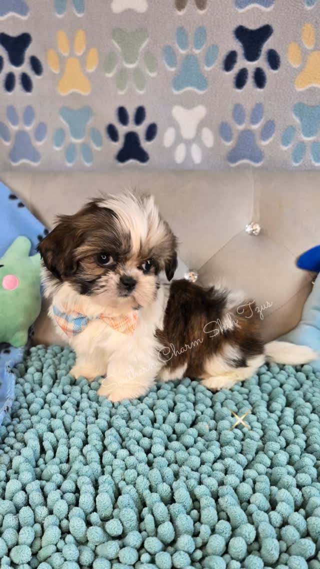 Meet Boogie!!! 💙💚💙 Brindle & White dollbaby is 7 weeks old, vaccinated & passed a thorough Veterinarian health exam 100% healthy!
www.southerncharmshihtzus.com 💙 706-296-5239
#brindleshihtzupuppy #shihtzupuppylife🐾❤️🐶 #shihtzupuppies🐾 #souththerncharmshihtzus #shihtzupuppylovers