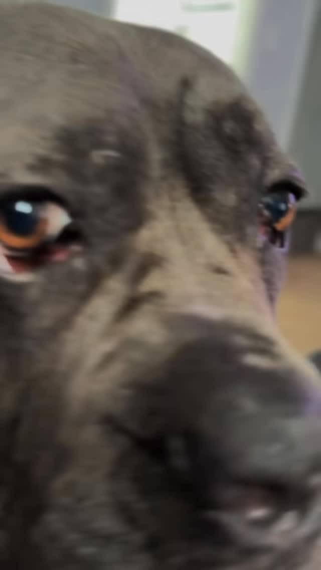 The threat is real…. I’m awake girl!! #dogsofinstagram #doglovers #canecorso