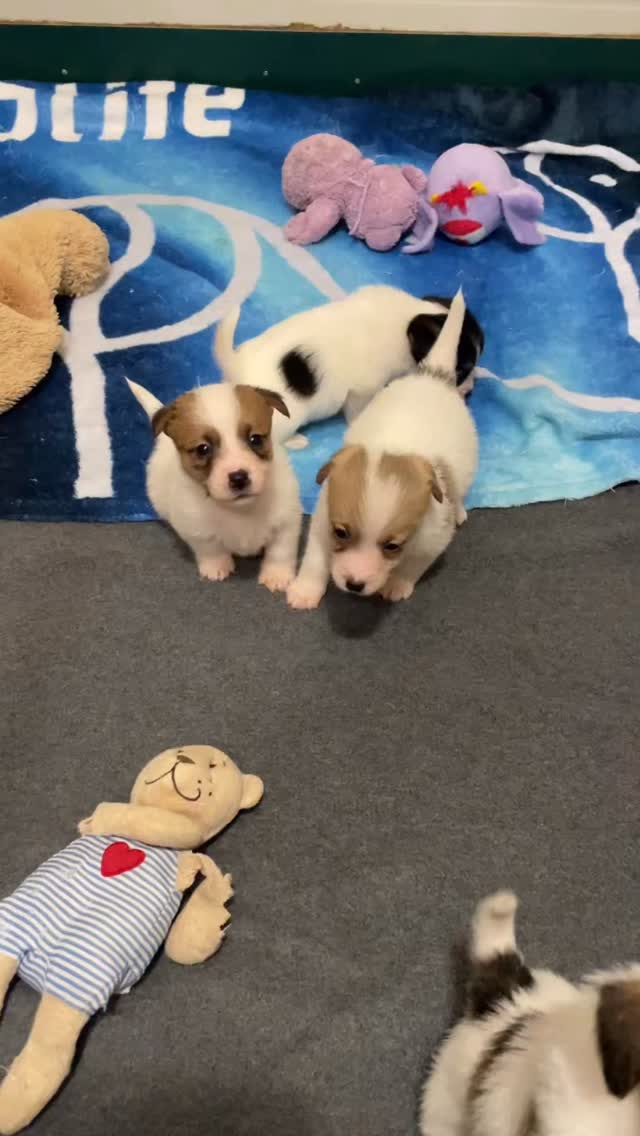 😎‼️🧨💣🥰🐶🐾 #cucciolijackrussell #allevamentojackrussell #jackrussellmilano