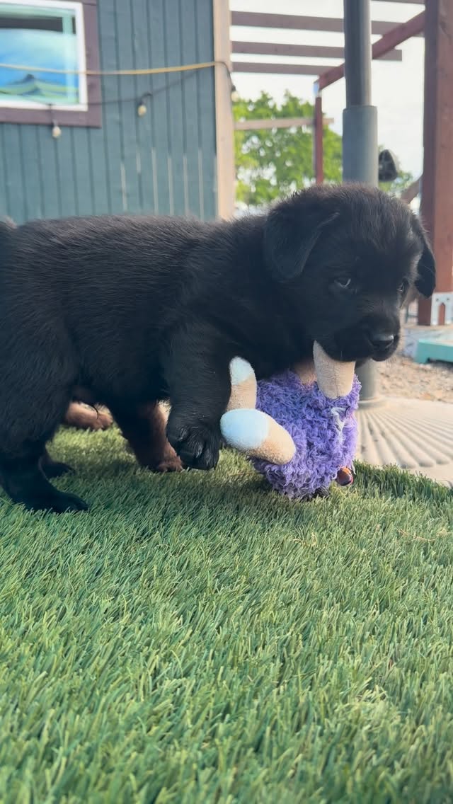 MAXIMUM cuteness!
.
.
.
.
.
#labradorpuppy