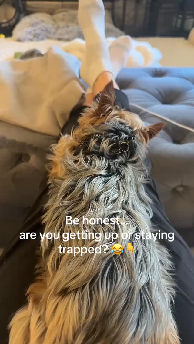 I had a full plan today.
Like… organized, productive, get-my-life-together kind of energy.
And then… this happened.
Suddenly my entire schedule got rerouted by a 5lb executive with zero regard for timelines, priorities, or literally anything I had planned 😅
At this point, I’m not managing my day…
I’m negotiating it.
And honestly? This is exactly how life works too.
You can either sit in the moment that threw you off…
or decide to move anyway.
👇 Be honest…
are you moving forward… or letting things keep you stuck?
#yorkielife #yorkiemom #yorkielovers #dogsoftiktok #petsoftiktok #tinyboss #dogmomlife #petreels