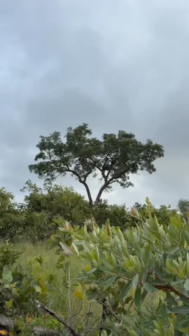 We don’t know how our trackers and ranger teams do it!
I honestly thought we were just looking at a tree. But they spotted that Leopard ages ago!
There is nothing quite like that rush when the bush finally “reveals” itself.
And after a few game drives, you would be amazed how attuned you get!
Drop a 🐆 if you spotted it before the zoom!
Footage by @bush_brat_shira
#safari #africansafari #wildlifeofsa #wildlifesafari #wildlifeofinstagram
krugernationalpark thornybushgamereserve luxurysafari luxurysafarilodge travelsouthafrica