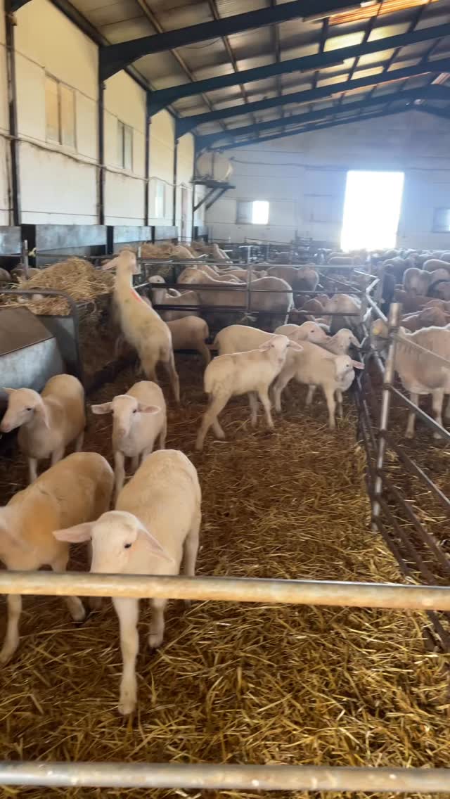 🎥 ¡Hoy es el día!
Después de enseñaros el making off… esta noche podréis ver el resultado
Salimos en @anchaesclm mostrando nuestra quesería, nuestro trabajo y todo lo que hay detrás de cada queso.
Un reportaje donde se ve lo que somos y cómo lo hacemos.
📺 Está noche en Castilla La Mancha Televisión
🕒 A las 20:55‼️
👀 No os lo perdáis
#anchaescastillalamancha #quesomanchego #tv #quesosdoneusebio #castillalamanchatelevision