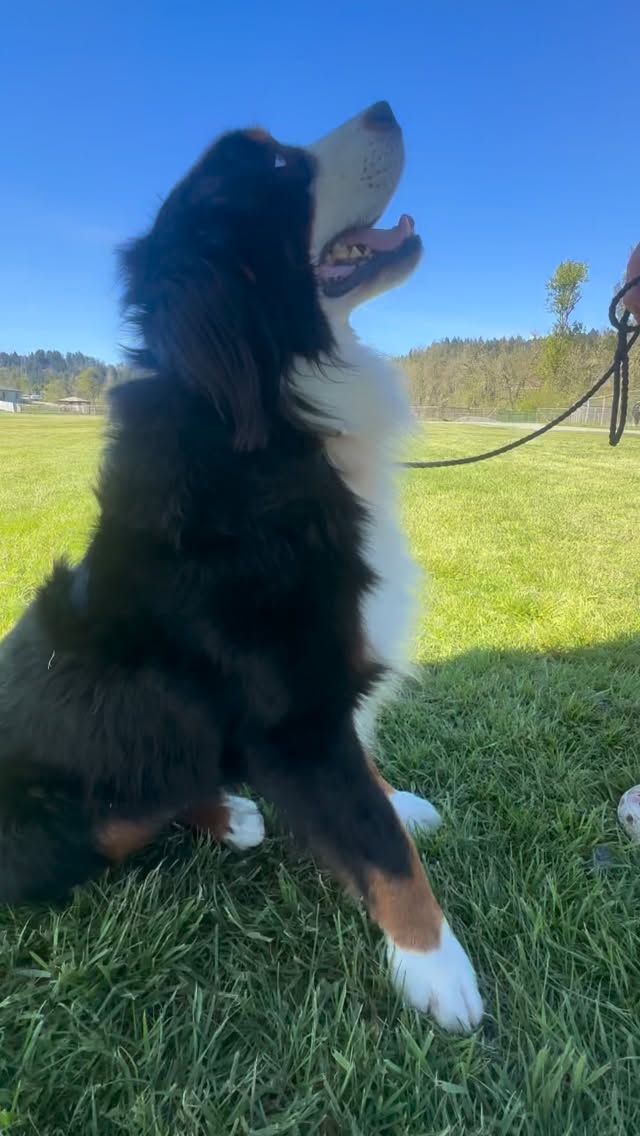 Mr. banks is officially Retired and available to a forever home. Banks is a 4 year old Bernese mountain dog male (80lbs about), will be neutered prior to leaving our care, current on vaccines. Banks is very laid back, well socialized, he loves all people big & Small, he doesn’t mind cats, cows, horses. He would do best in a home where he is active and has a yard. He has lifted his leg in the home a couple times. He is kenneled at night and out in the yard during the day. He LOVES car rides and going to the beach. DM to inquire ( Eugene Oregon) #LKBernese #LKbernedoodles #blueeyedbernese #bernese