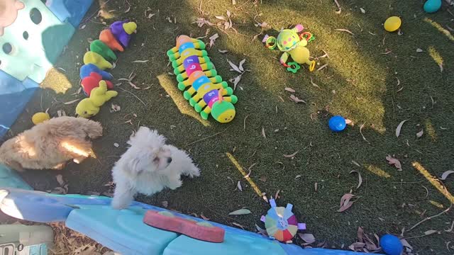 such very good little puppies, listening intently 😆 Such cuties too! 🥰
Moodle boy 12weeks 1.5kg for more information please contact www.katashillviewkennels.com