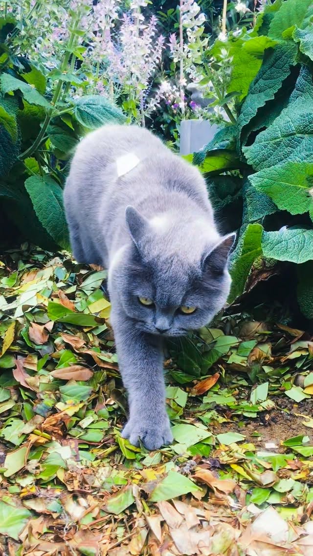 Zwischen Beeten und Blüten finde ich meine liebste Form der Entschleunigung 👩🌾
Zeit im Garten zu verbringen und unseren Samtpfoten zuzuschauen. Ihr Gwunder, ihre leisen Schritte durchs Gras, dieses sanfte „Ich bin einfach da“ – es erdet, beruhigt und macht das Herz weiter.
Manchmal braucht es gar keine grossen Abenteuer.
Nur ein paar Sonnenstrahlen, raschelnde Blätter
und zwei Fellnasen, die mit ihrer blossen Anwesenheit
den ganzen Tag weicher machen 🥰
#gartenmomente #gartenglück #samtpfotenmagie #gwundernasen #katzenliebe