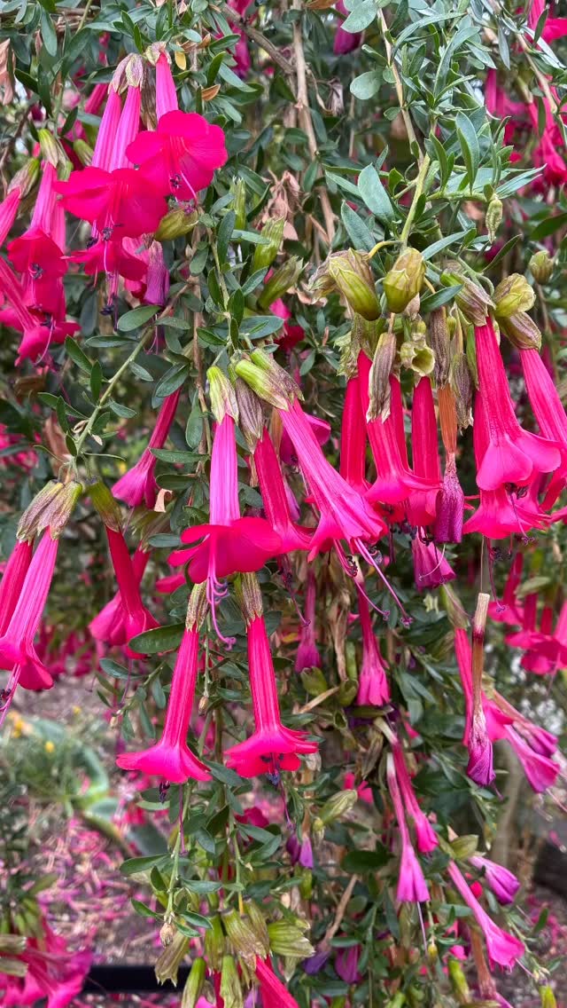 Profuse cerise dangling bells of Cantua buxifolia, the sacred flower of the Incas loved by hummingbirds.Also called the Peruvian Magic tree. And known by the Incan names of Qantu, Qantas and Qantula. Can be found in the high valleys of the Andes Mountains of Bolivia and Peru. Symbolizes “ unity, strength and resilience. Used to adorn ritual paths and placed on the heads of young people during coming of age tests. Believed to help the deceased on their journey to the afterlife.” Ours at the Dry Garden Nursery is at least 8’ by 8’ and laden with flowers.