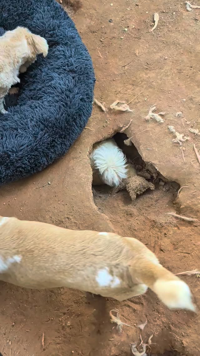 Ophelia's hidden super power: No matter how dusty and dirty she gets, her fluffy tail always manages to stay clean and white!
Ophelia will be available for adoption soon ✨️