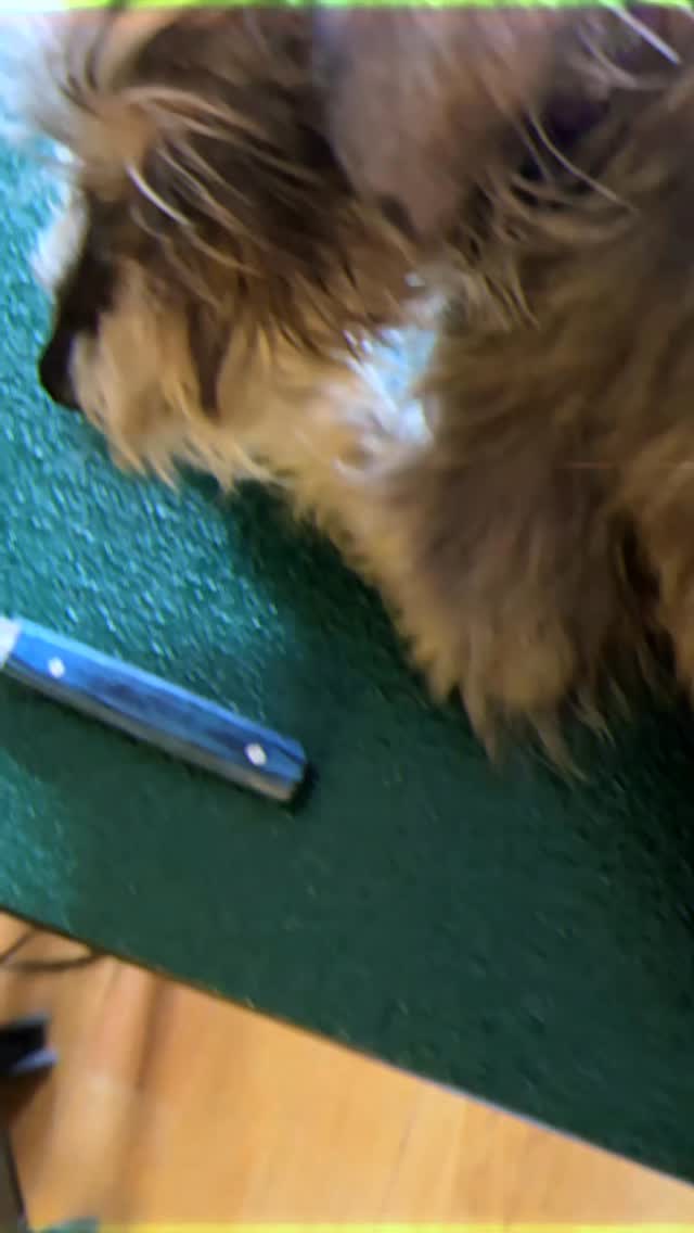 Did you know that schnauzers are not supposed to have soft coats?
Their coat is designed to protect them — it works like a natural raincoat, doesn’t shed, and doesn’t easily absorb water.
When it’s maintained properly, grooming is actually much easier than people think.
But the truth is, most schnauzers you see today no longer have their natural coat.
Not because of genetics, but because clipping is faster and easier, so it’s often chosen instead of hand stripping.
Over time, this completely changes the coat: it becomes softer, loses its structure, starts absorbing water, and stops doing its job.
What used to be a protective, functional coat slowly turns into something closer to fluff.
The good news is that in many cases, the coat can be restored.
It just takes consistency, time, and the right technique.
The dog in this video had a very difficult past — she lived in a cage and was clipped her whole life.
But her genetics are strong, and even after the first restoration session, you can already see the difference.
This is what a schnauzer is supposed to look like.
For those who care about the breed — there is always a way back.
#groomingathome #handstripping #minischnauzer #groomingdogs #schnauzer