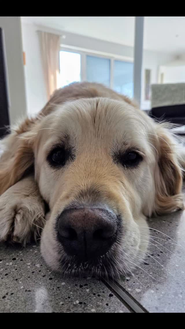 Liebe Gewinner-Fellnasen, 🐾🐶
CEO Pebbles & Azubi Barney waren heute fleißig und haben eingepackt; Dogmom hat die Päckchen zur Post gebracht. 📦📮
Am Wochenende sollte der Mümmel-Wahnsinn bei euch eintreffen - viel Spaß damit wünscht Pebbles' Schatzkammer 🎉🥳🐰
#pebblesschatzkammer #ostergewinnspiel #geschenkefürhunde #hundeliebe #fellnase